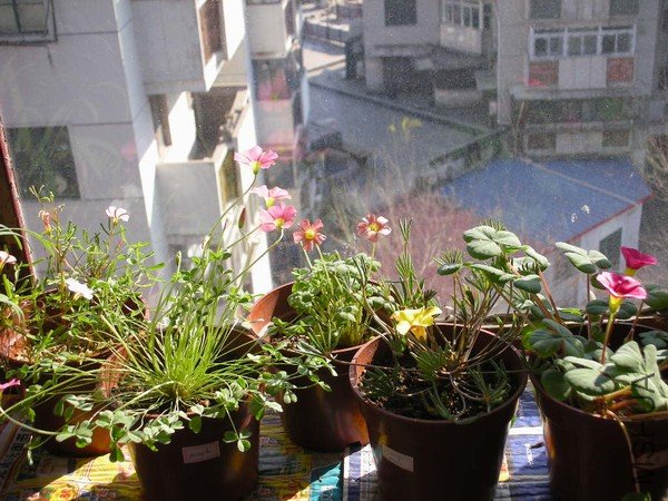 ˫ɫ��peach���١�Oxalis namaquensis����fr