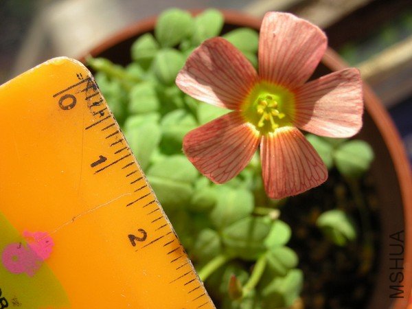 Oxalis obtusa orange