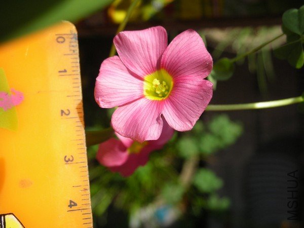 Oxalis obtusa peach
