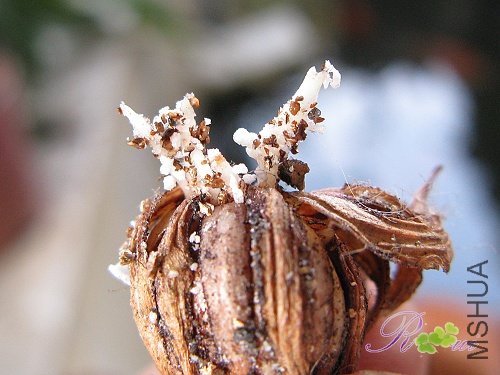 ������õ�������+��ʯ