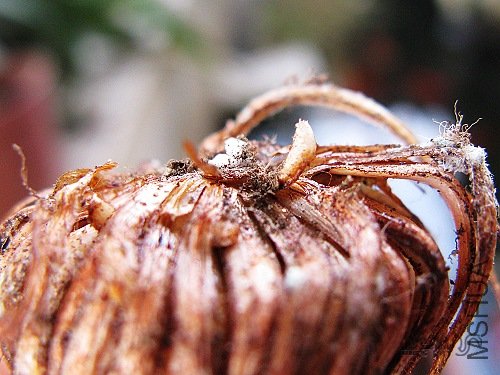 ��ʼ�ȷ��ĸ�