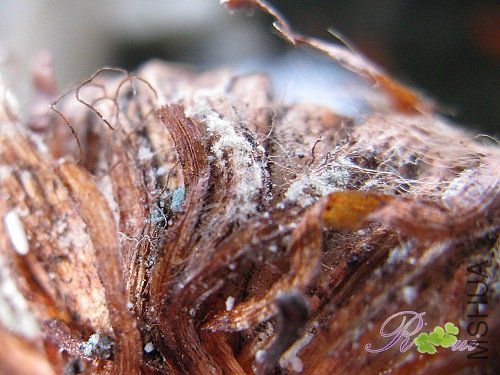 ��ù�ı���