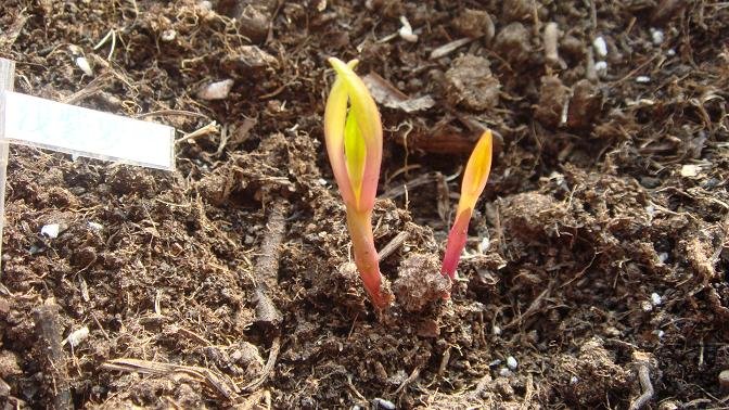 һ��11 ��ǳ������.JPG