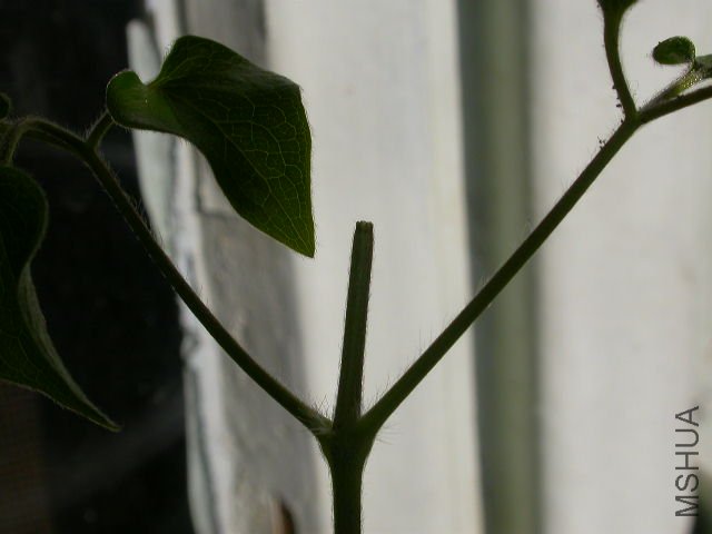 ����ͷ��С��