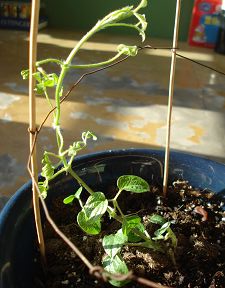 ��Ůſ����װ�ϵļ��ӱߣ�����Ȱ���