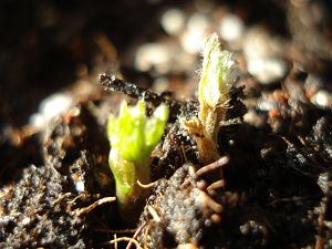 ��û�޳�ȥ�������Ѿ��Ȳ��������Ƶ���ͷ�ǣ�