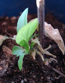 ���Ǻ�Ҷ�������λû��������棬Ŀǰ�����һ�ţ�����̤ʵ�˺ܶ࣡