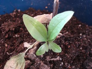 ��������׷ɵ����ӣ�