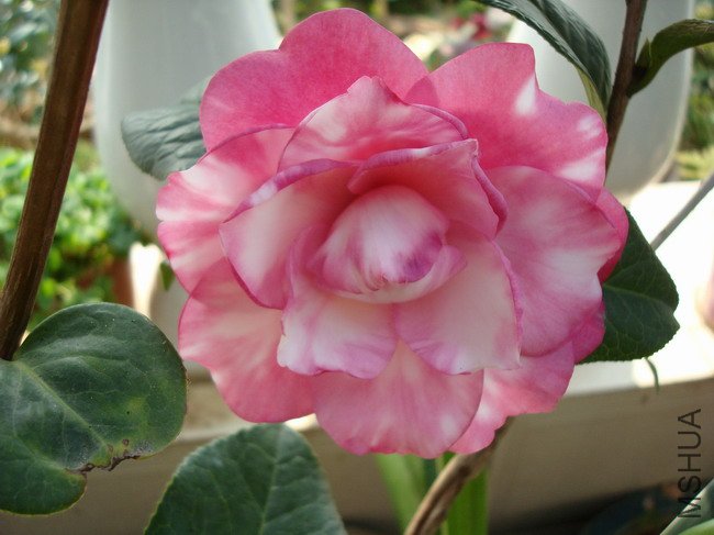 DSC04172.JPG