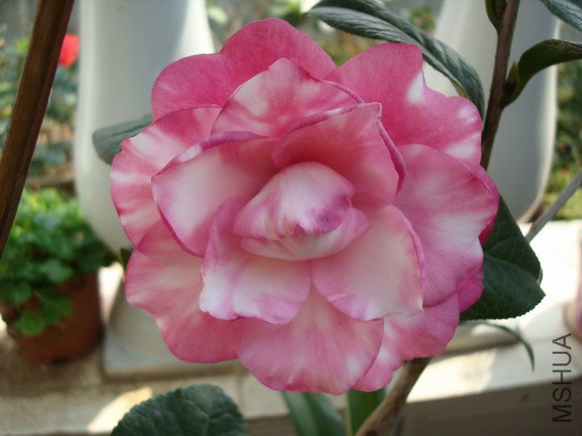 DSC04181.JPG