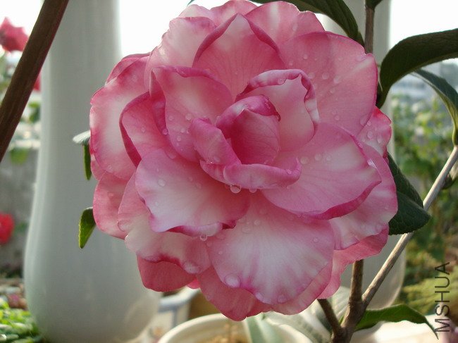 DSC04385.JPG