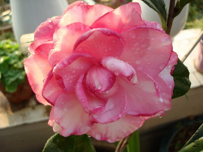 DSC04382.JPG