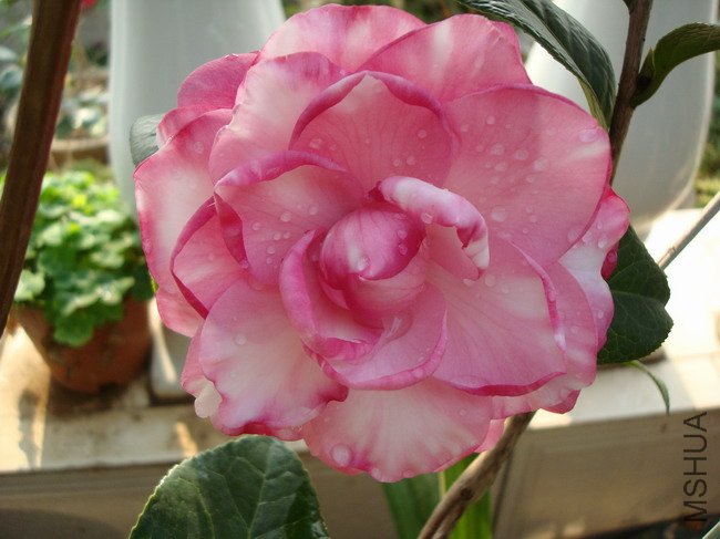 DSC04384.JPG