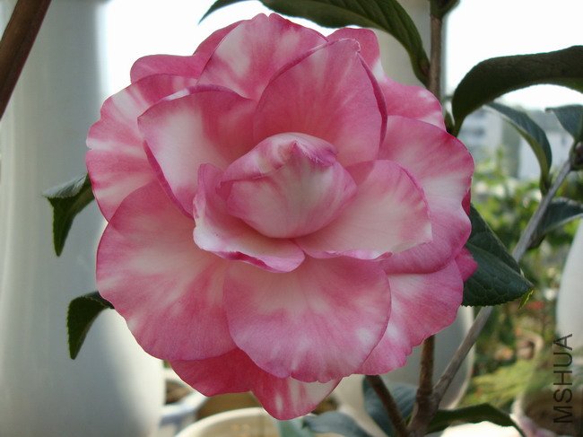 DSC04180.JPG