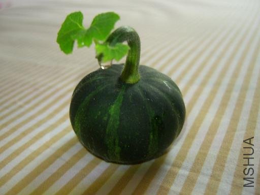 ��ժ�Ĺ���