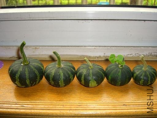 ���������Թ�����