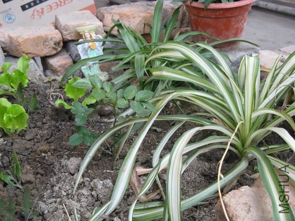 �¼���ɳ��ʯ����ˡ��Ǻǣ�����û