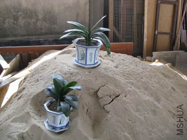 ɳ��������ѷŵľ�����