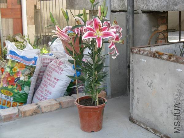 ������ŭ�ŵ���ˮ�ٺ�