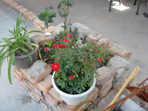 �������ʯõ��