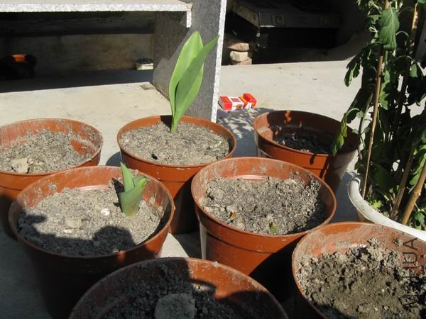 �����ٶȿ�����һ�ĺ��������㷬�컨������