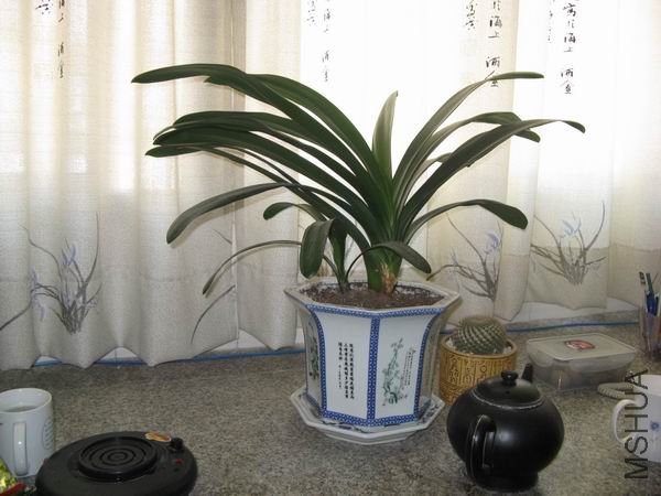 �鷿��ľ�����������һ��С��Ŷ