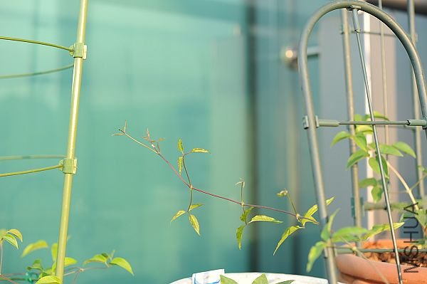 20090115��³��˹ (1).JPG