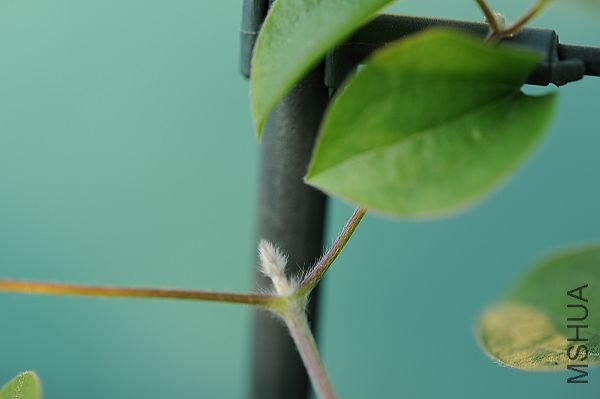 20090115��˹����Ů���� (1).JPG