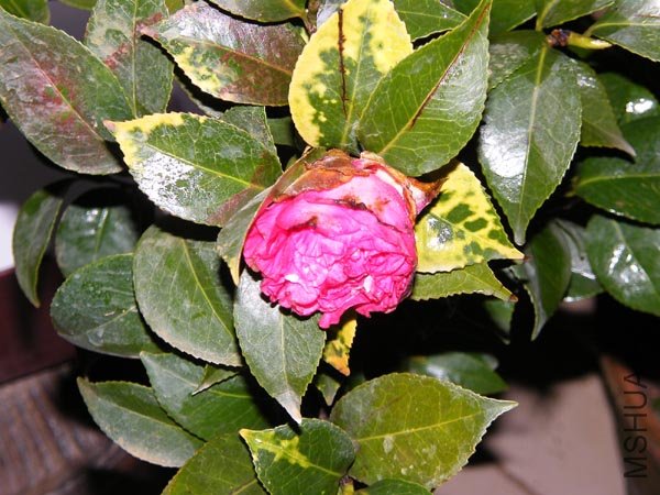 DSCF3533.JPG