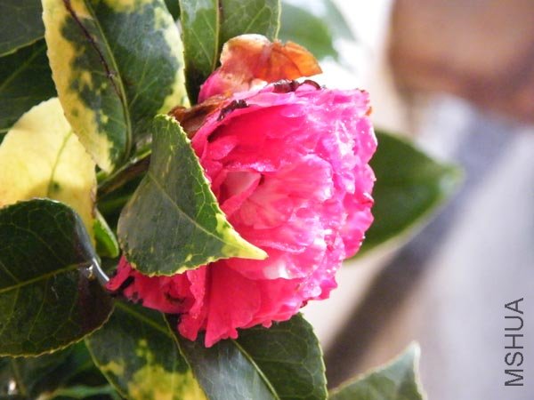 DSCF3553.JPG