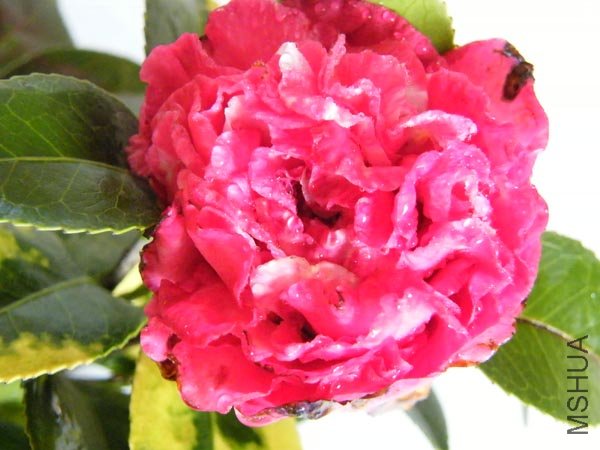 DSCF3548.JPG