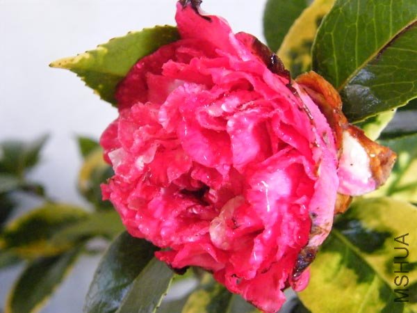 DSCF3546.JPG