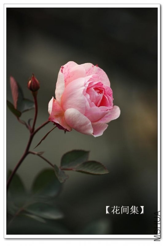 IMG_1211 ����.jpg