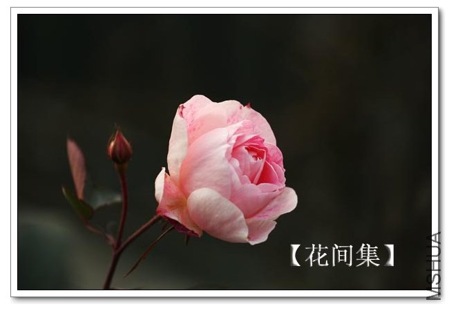 IMG_1206 ����.jpg