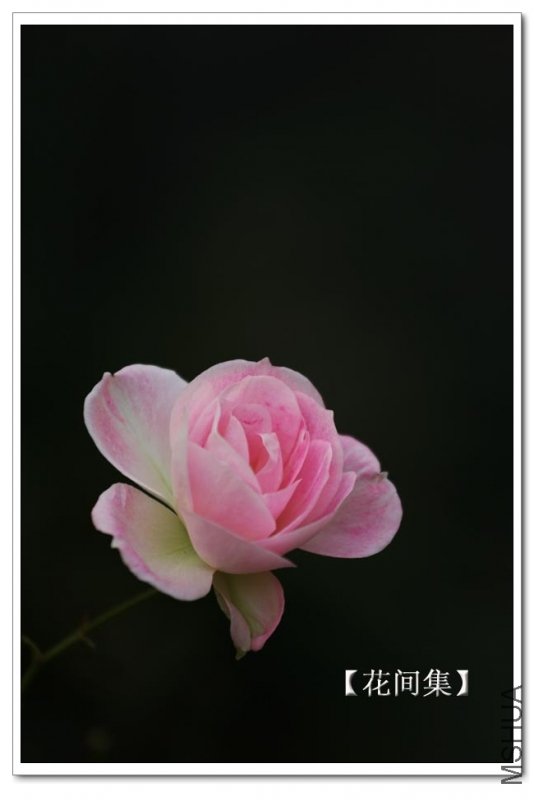 IMG_1194 ����.jpg