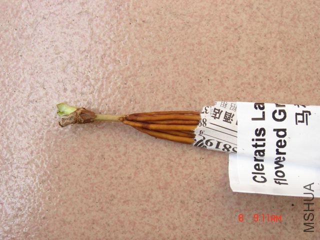 ����ʱ������ѿ��һ���Ǻڵģ���һ���̵�