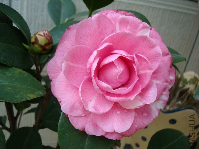 ��ɯ��ɫ�ʺ;���ţ���±��������Զ�ˡ�