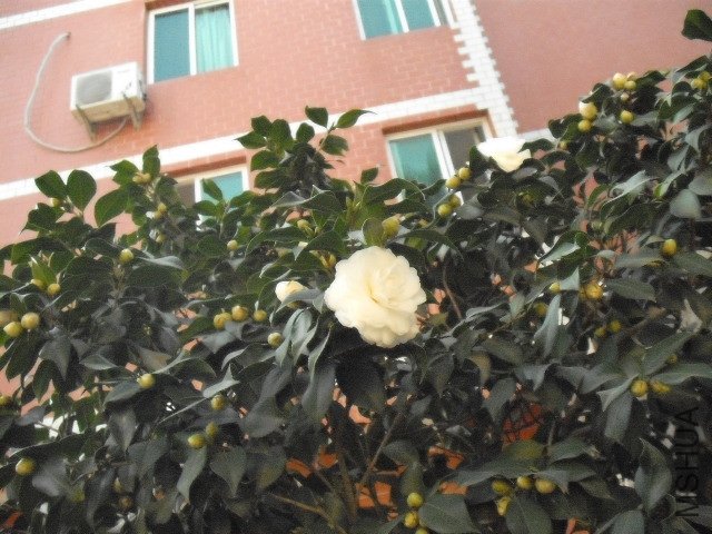 ѩ��