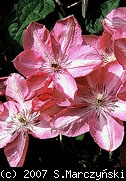 pix732_Clematis_Bieszczady_K2.jpg