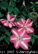 pix732_Clematis_Bieszczady_K1.jpg