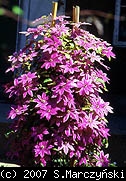 pix359_Clematis_Barbara_Dibley_Z1.jpg