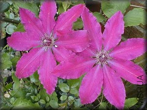 clematis_barbara_dibley01.jpg