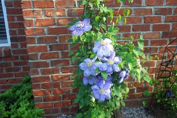 BlueLightblooms.jpg