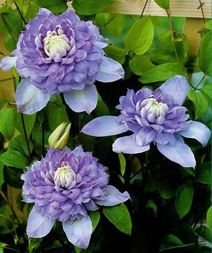 clematis_blue_light.jpg