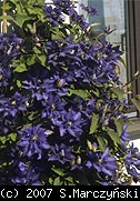 pix207_Clematis_Daniel_Deronda_Z1.jpg