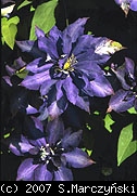 pix207_Clematis_Daniel_Deronda_K1.jpg