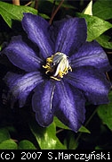 pix207_Clematis_Daniel_Deronda_K2.jpg