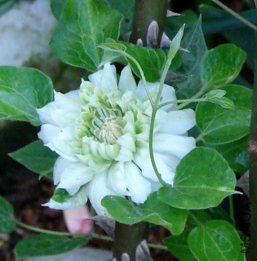 DSC00661.JPG