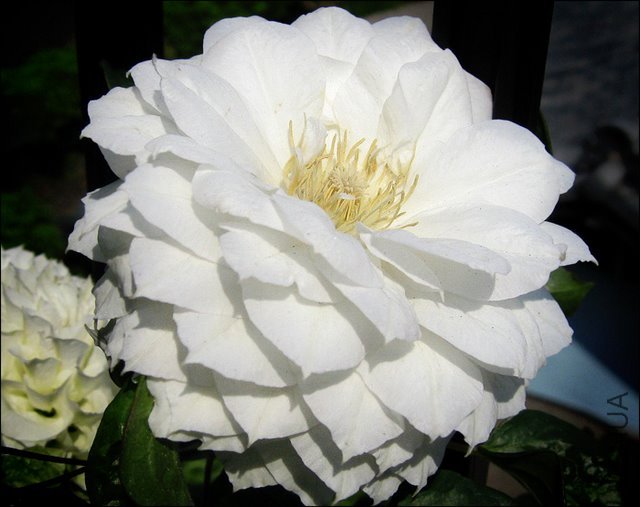 'Duchess-of-Edinburgh'-2007.jpg