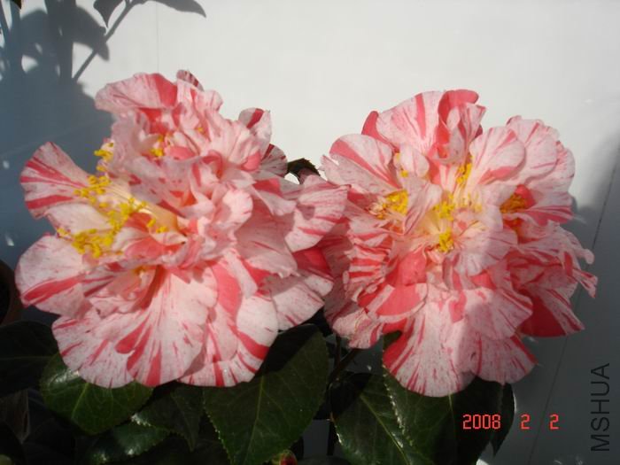 ������ȥ������ӡ�